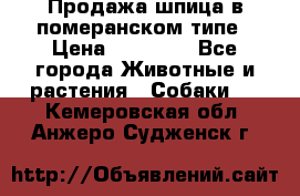 Продажа шпица в померанском типе › Цена ­ 20 000 - Все города Животные и растения » Собаки   . Кемеровская обл.,Анжеро-Судженск г.